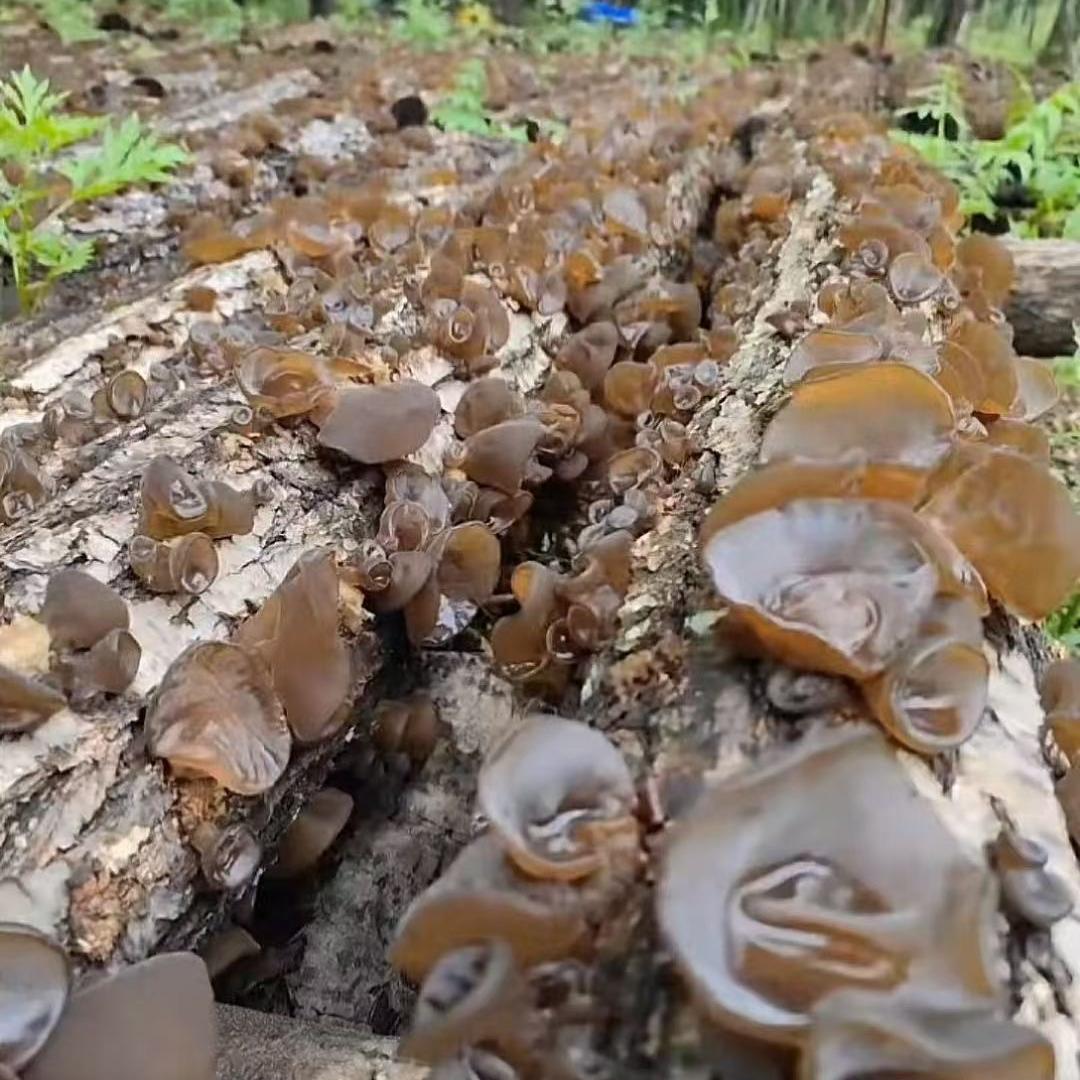 佳涵长白山特产