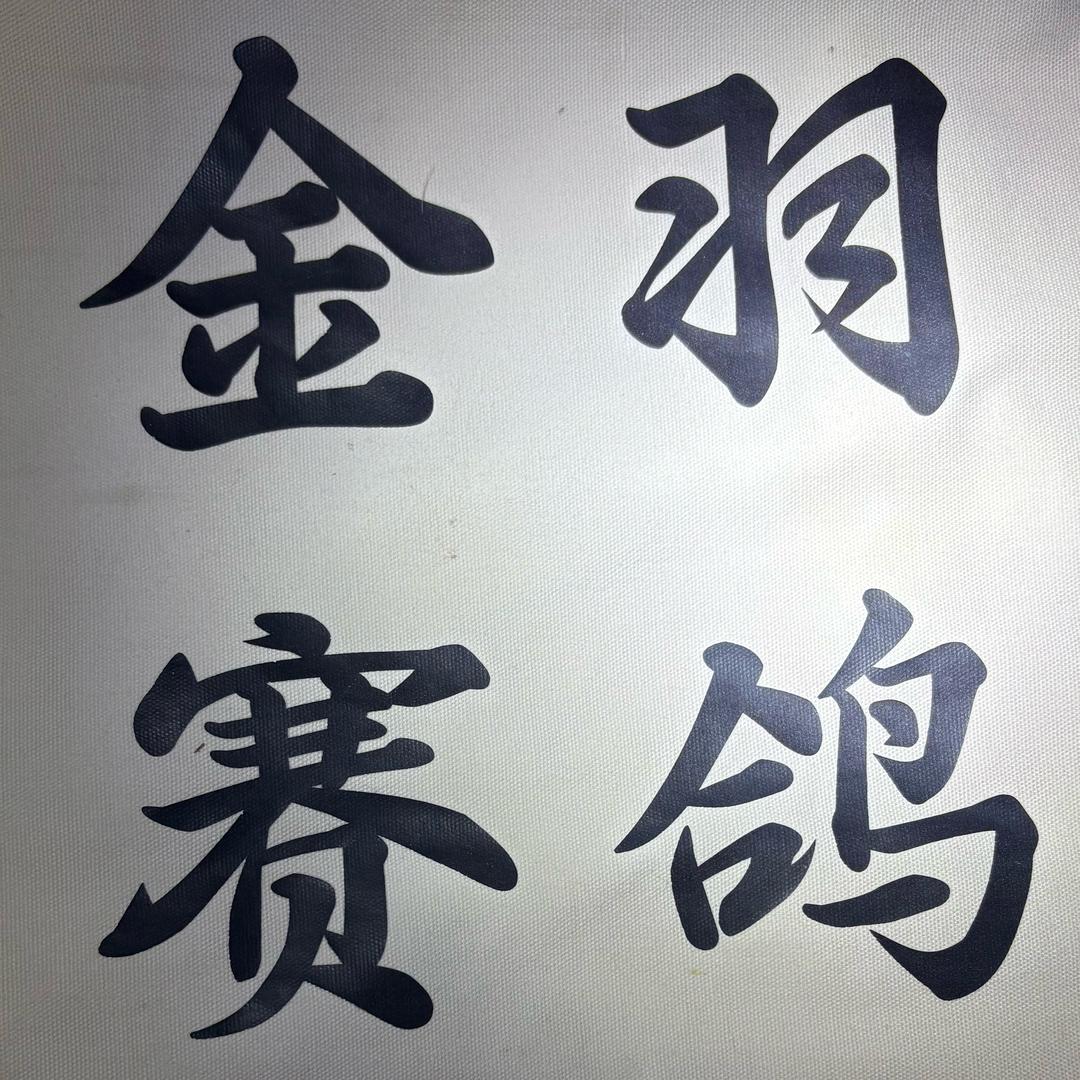 金羽赛鸽