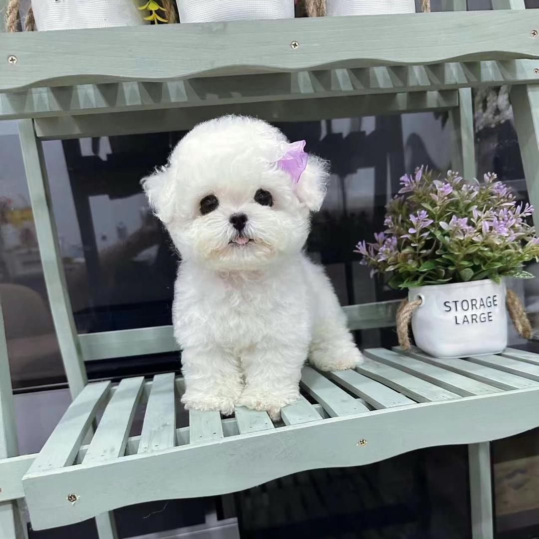 常州宠物茶杯犬