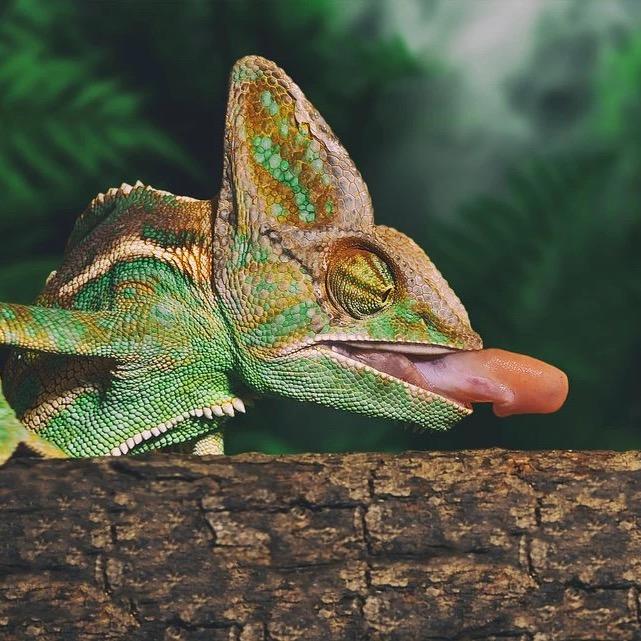 张馨予