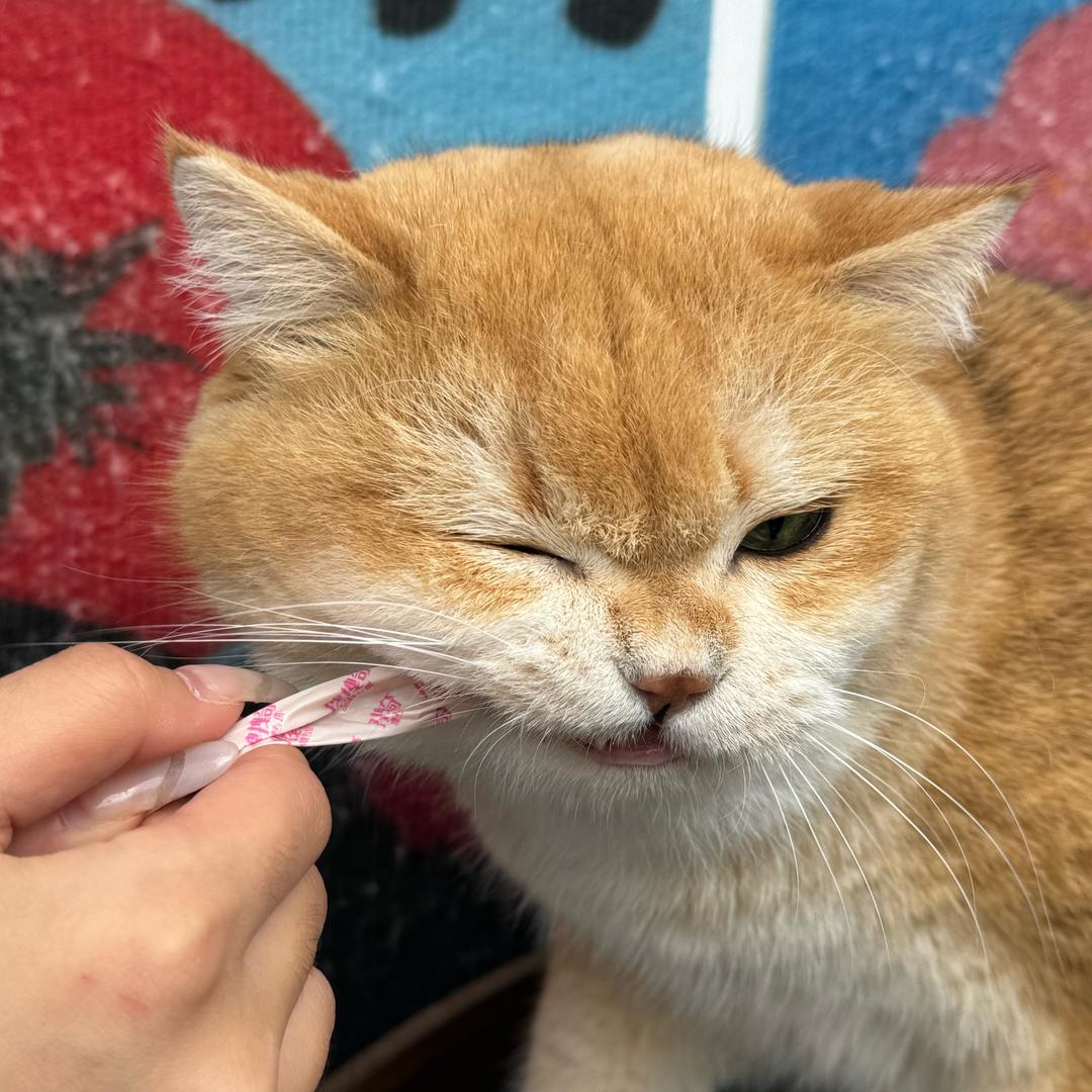 爱摸鱼的皮卡丘