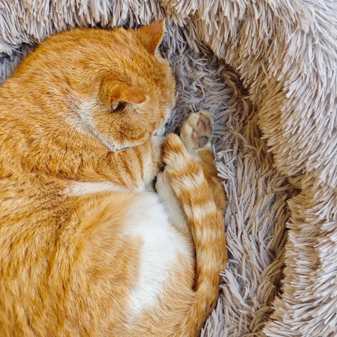 口袋妖怪张学友