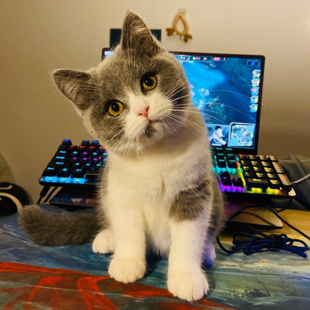 派派派派派派派派派派派派派派派派派派大星