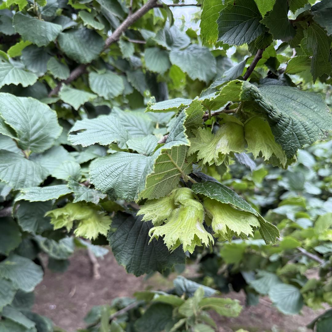 老张家榛子东北农货精选店