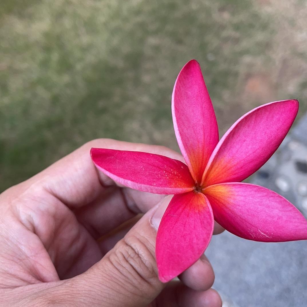 粘年撵念