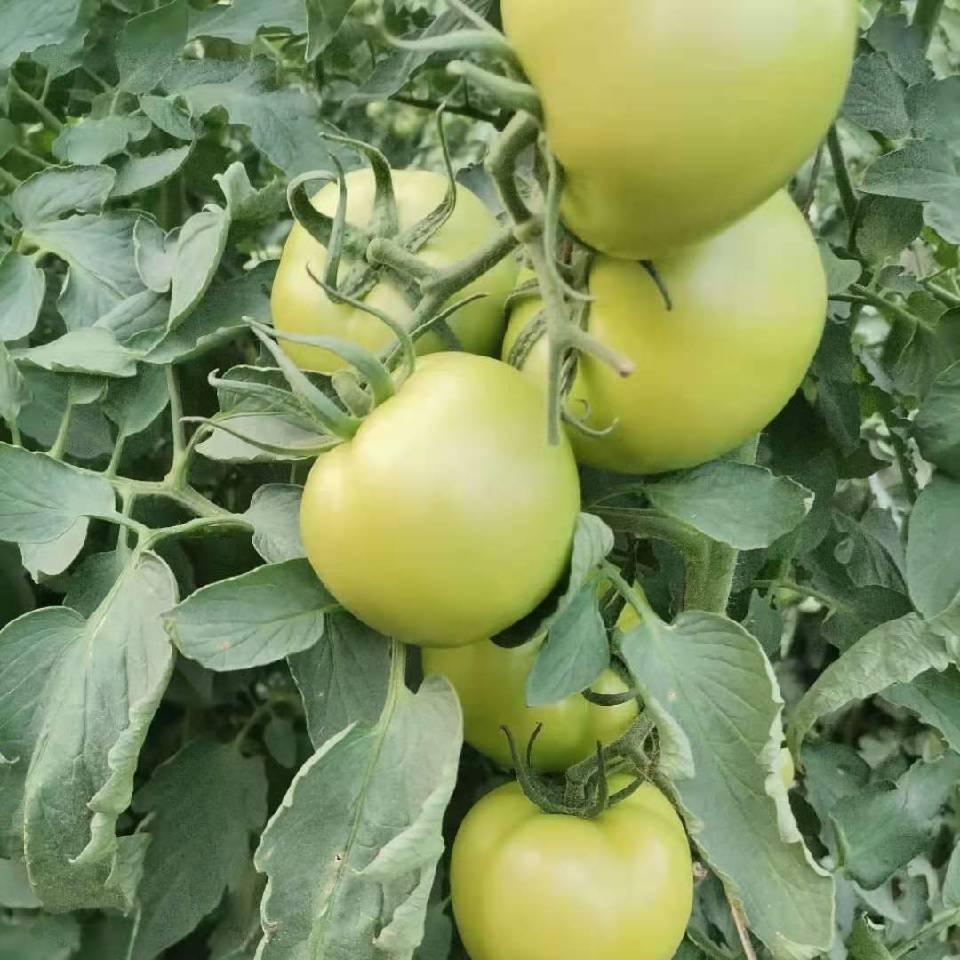 绿色种苗英子🍅三烊农业，，