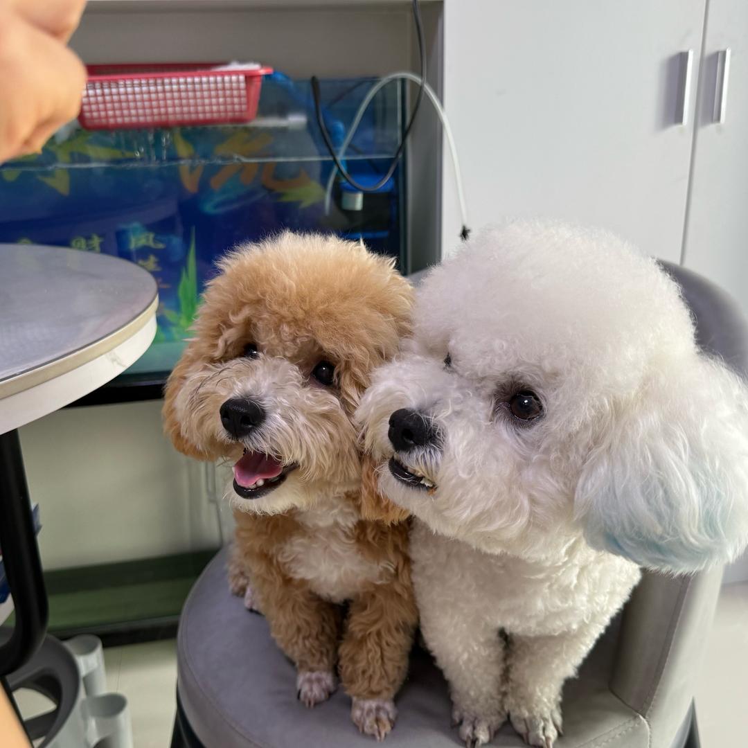 米粥和多米的日常