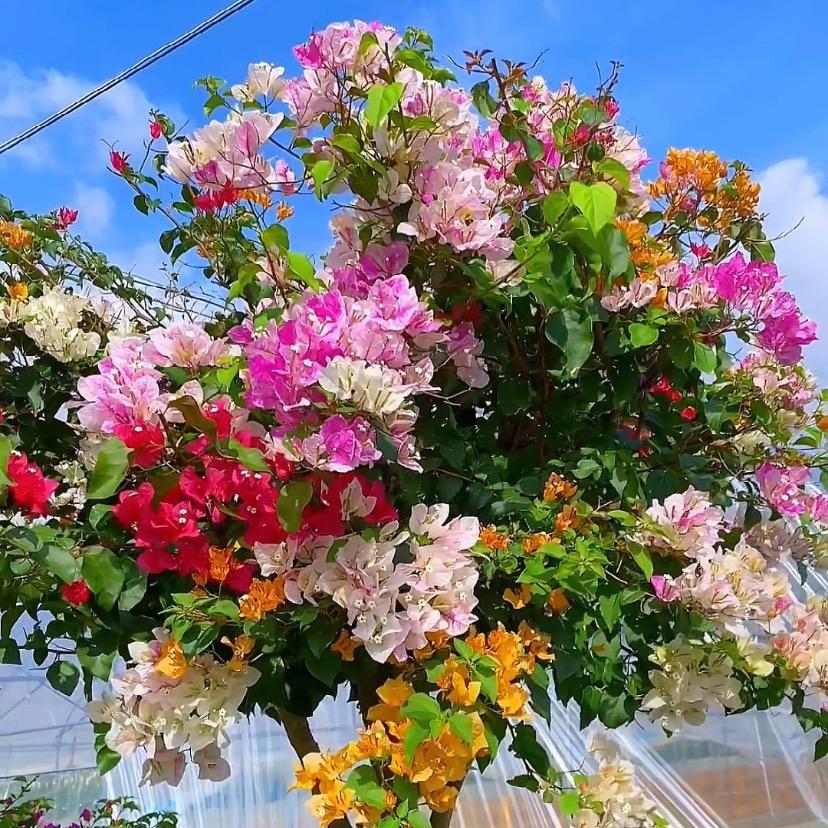 达丽种植园