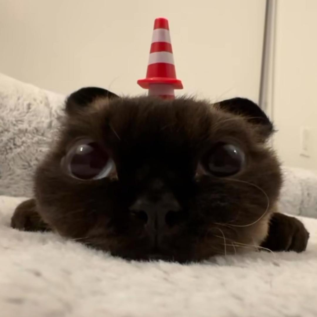 小辣椒