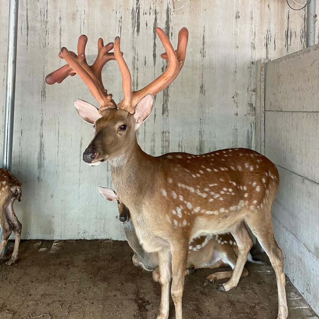 巨鹿长生梅花鹿小店