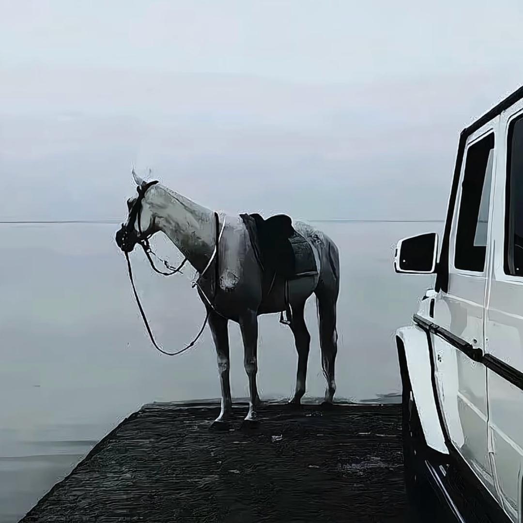 【藏】King🥷🏻