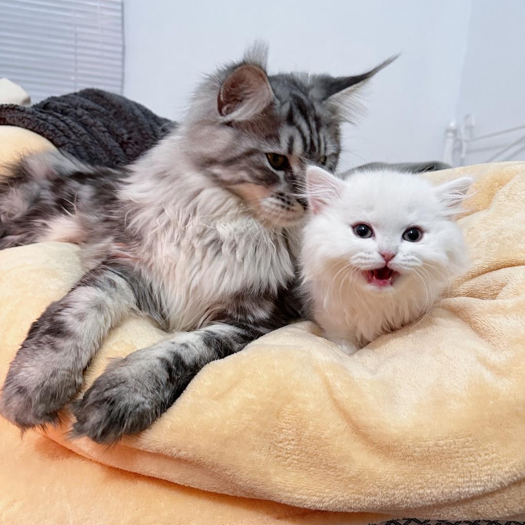 亿点点小猪咪