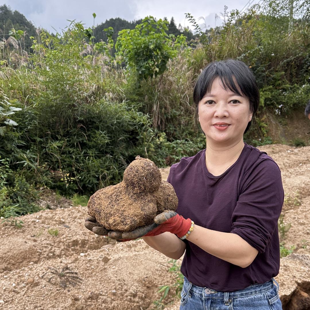 小燕子家的茯苓