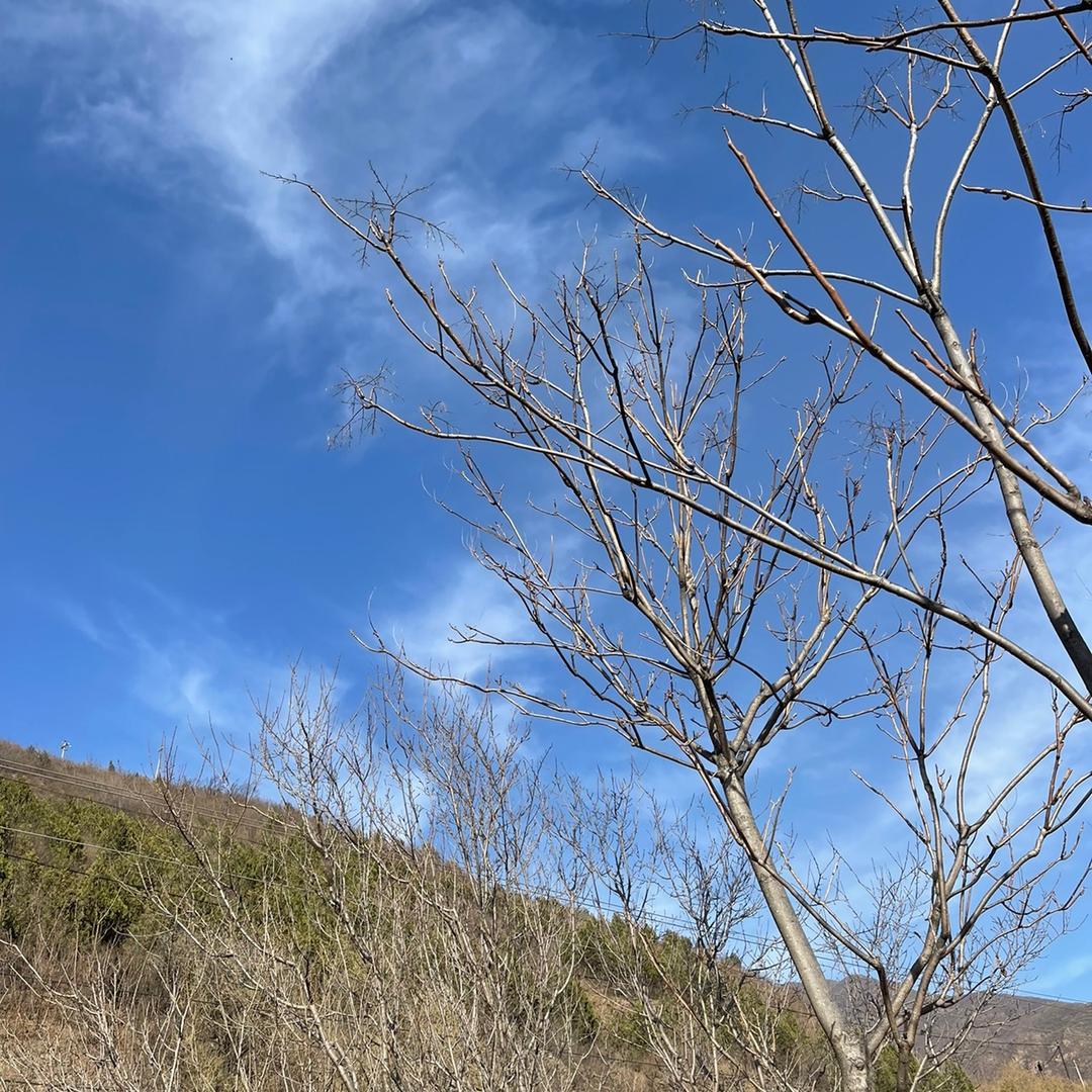 尼桀格