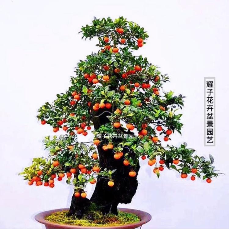 耀子花卉盆景园艺金弹子老鸦柿