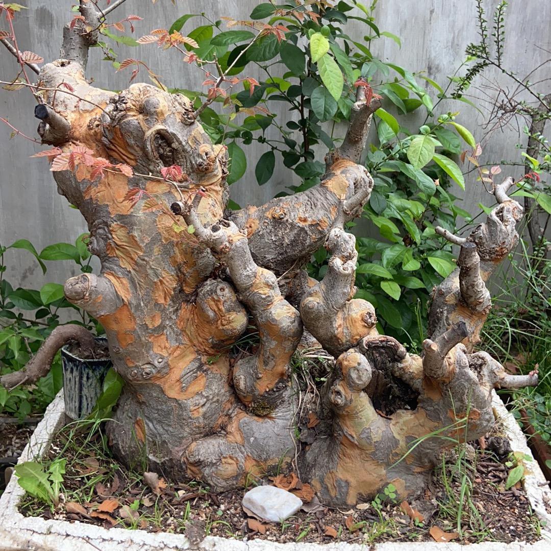 宝玉盆景园