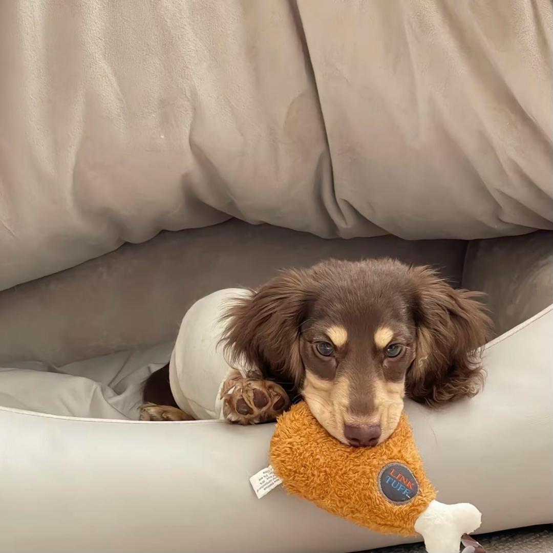 用户：：：