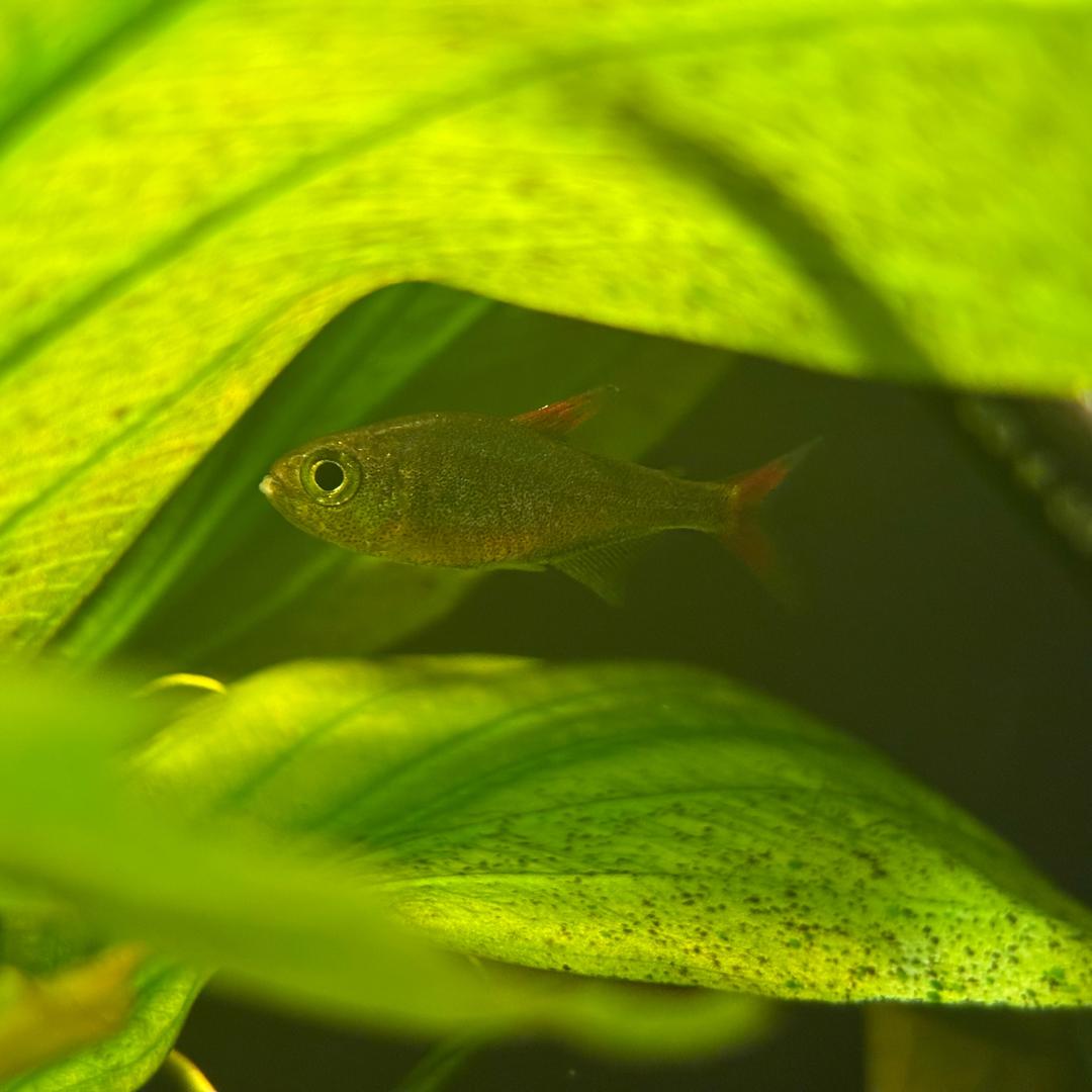 🌈茕茕白兔🌈