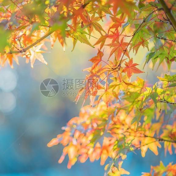 陌殇