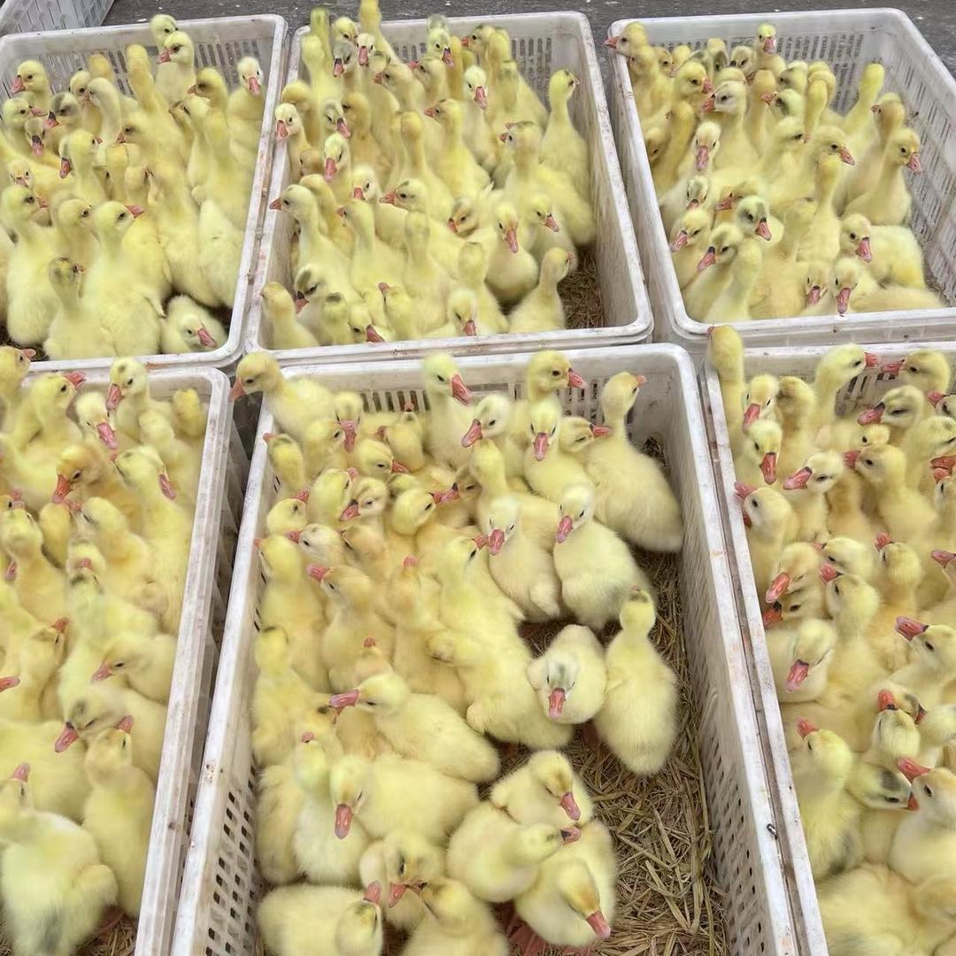 邻水吴名（小高）3