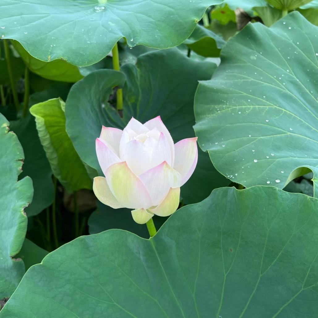 桑树