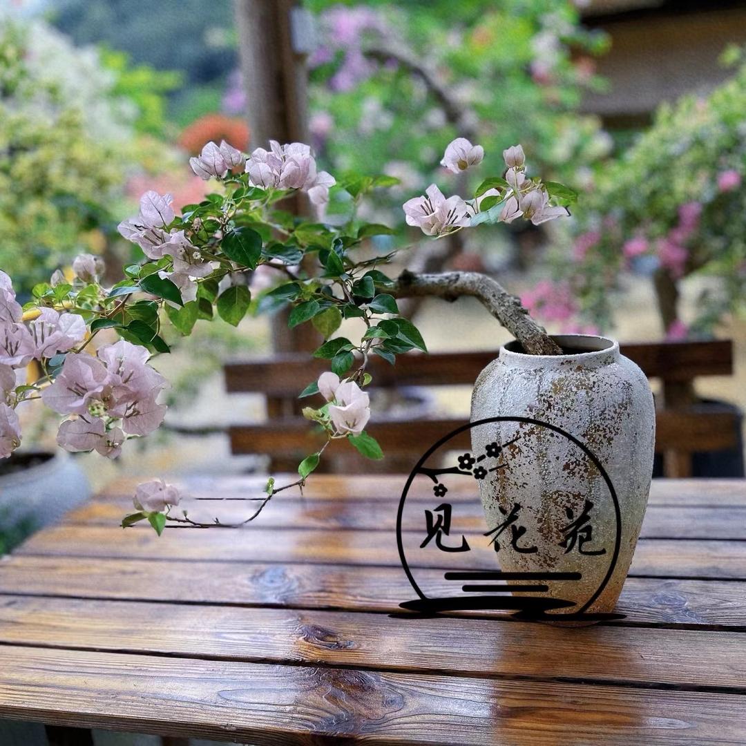 见花苑三角梅