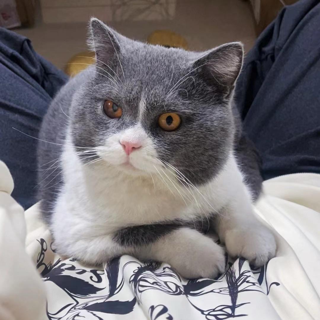 石仨移