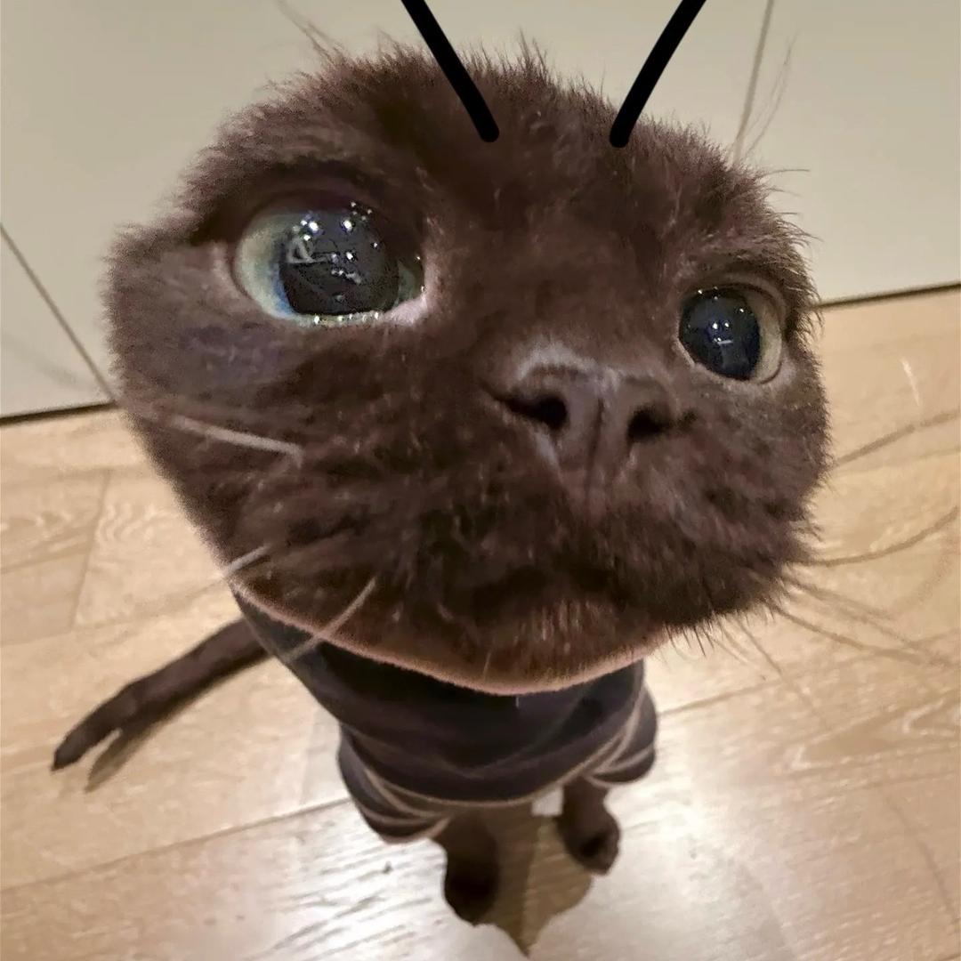 海绵宝宝历险记