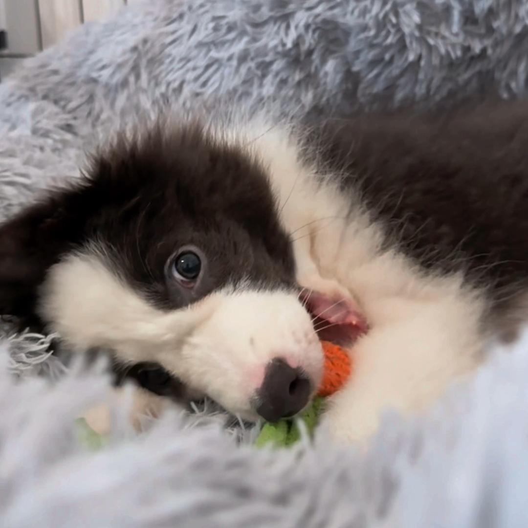 菲菲不是Fifi Queen