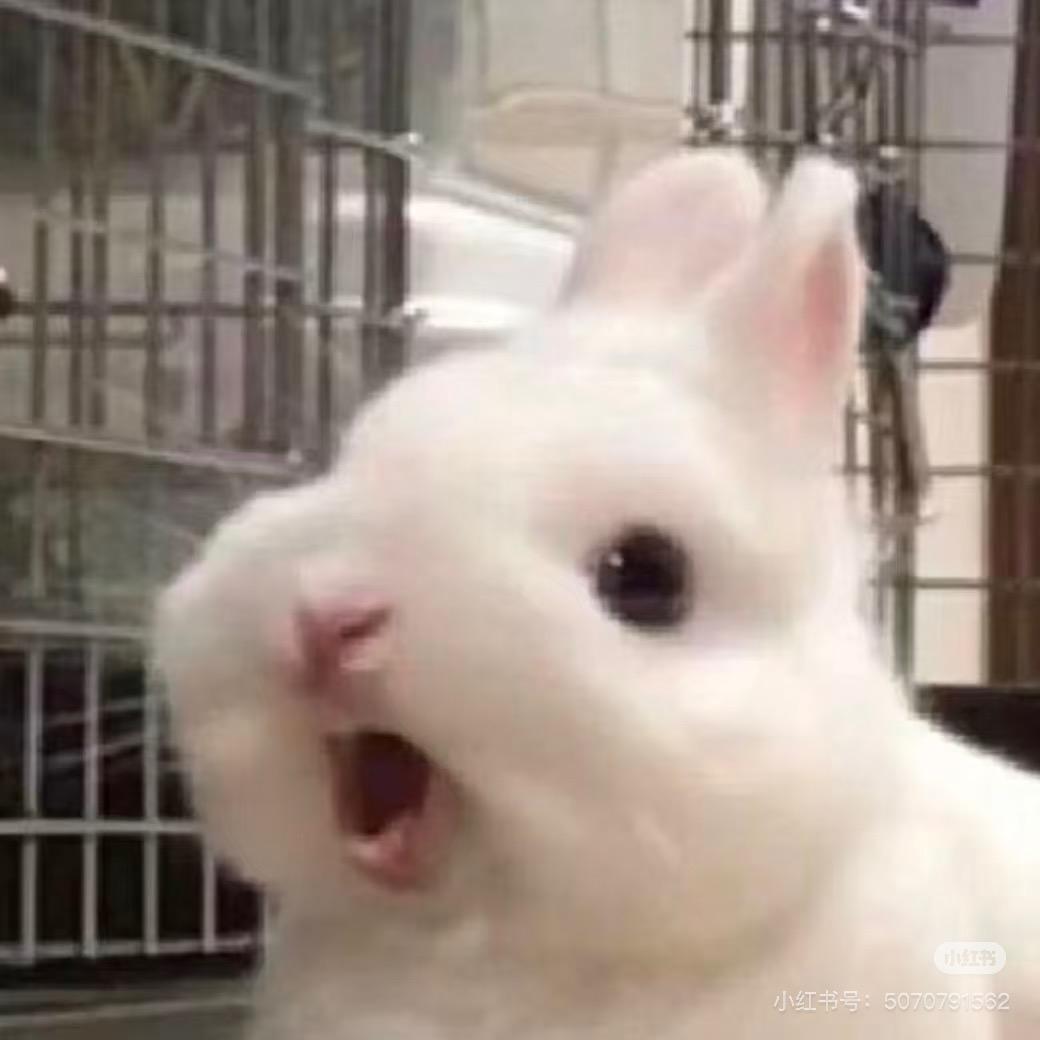 兔坚强🥕