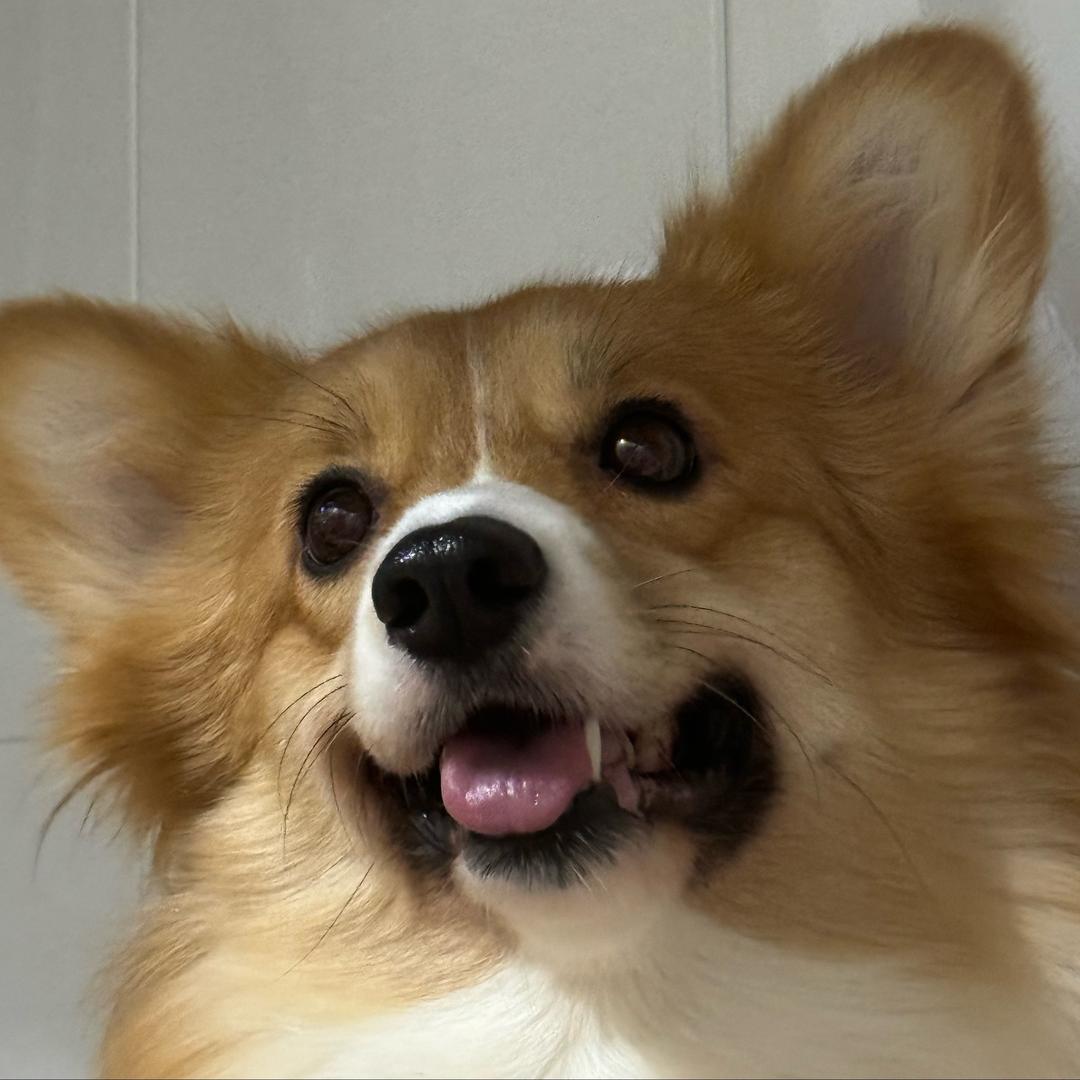 ⭕️小公主臭臭宝✨〖见过鹿晗版〗