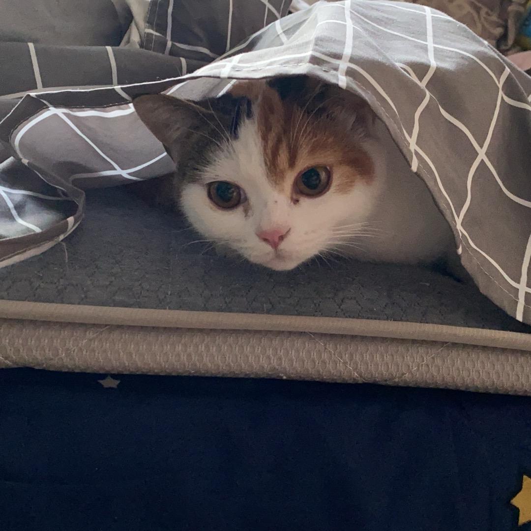 云养一只猫