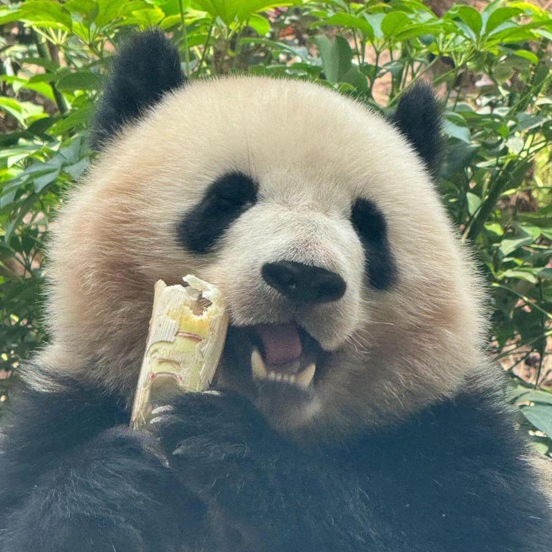 笨蛋小狗。