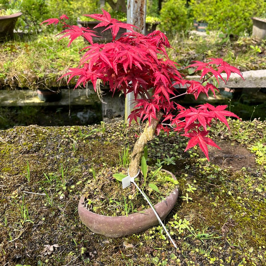 绿奥花卉