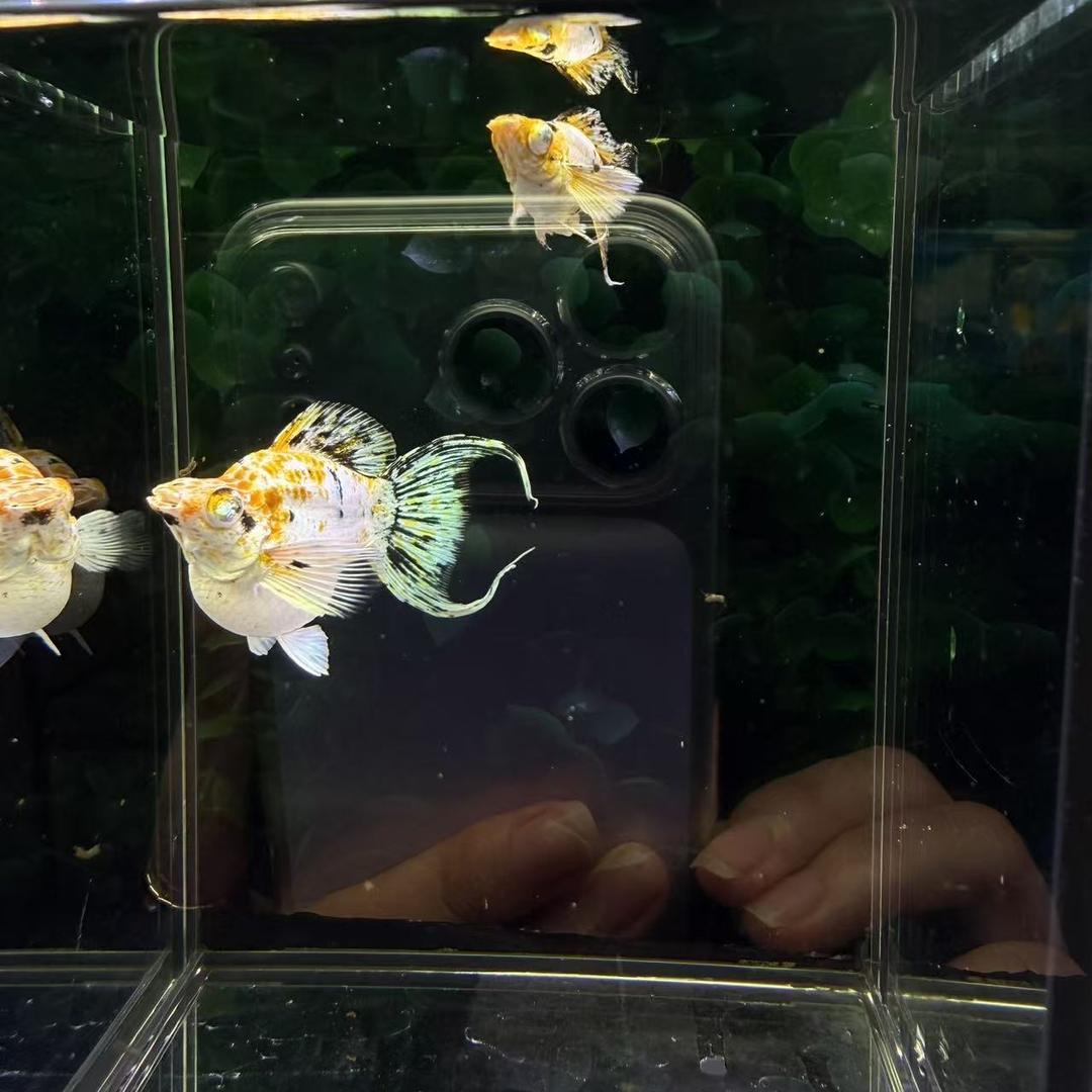 小女孩的孔雀鱼