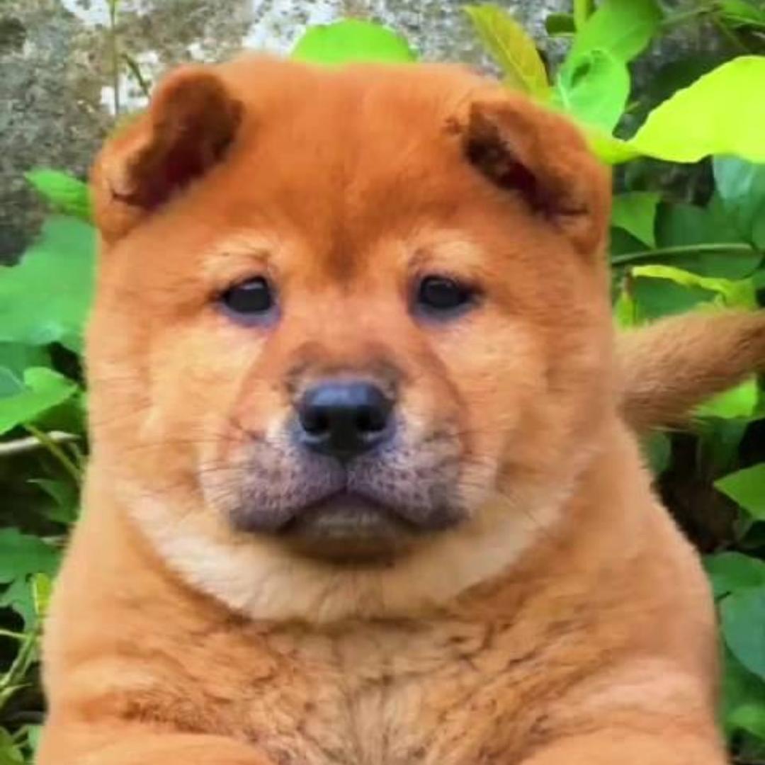 小易家的田园犬