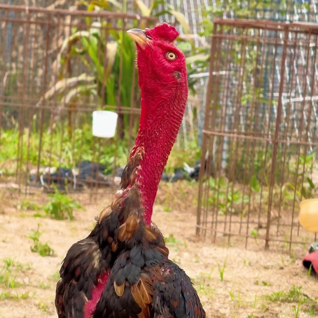 🐣🐣家禽技术指导