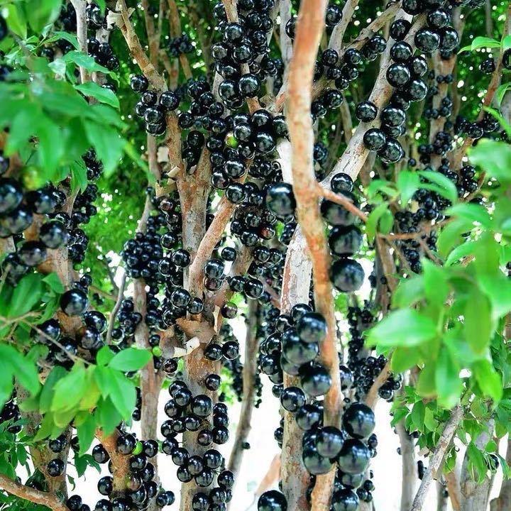 果亚多兆栗果树苗木专卖店