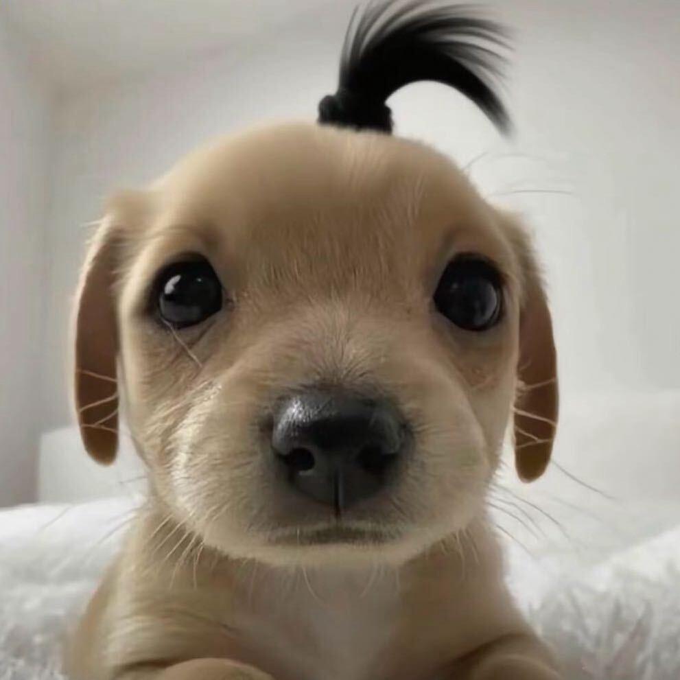 皮蛋