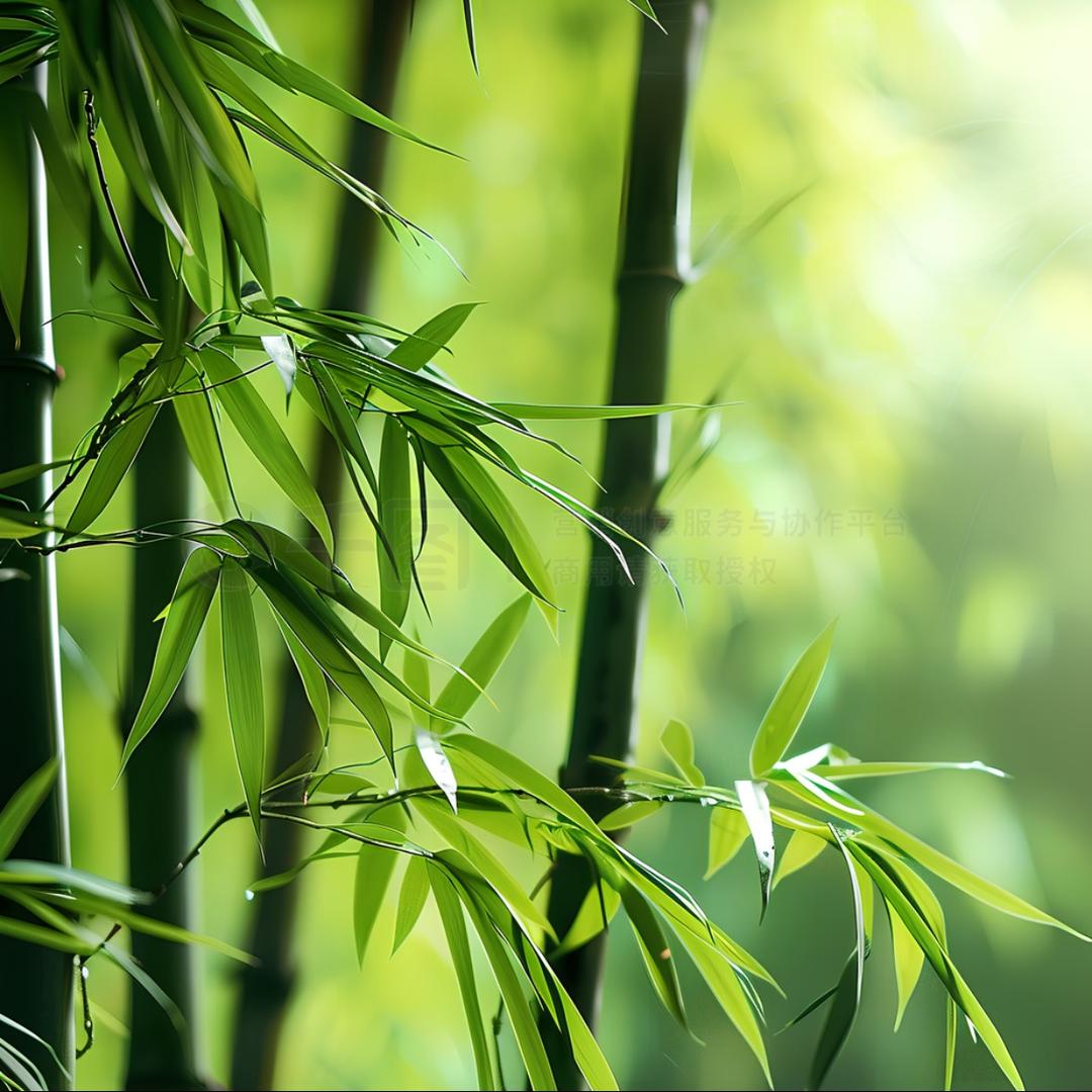 森林老竹