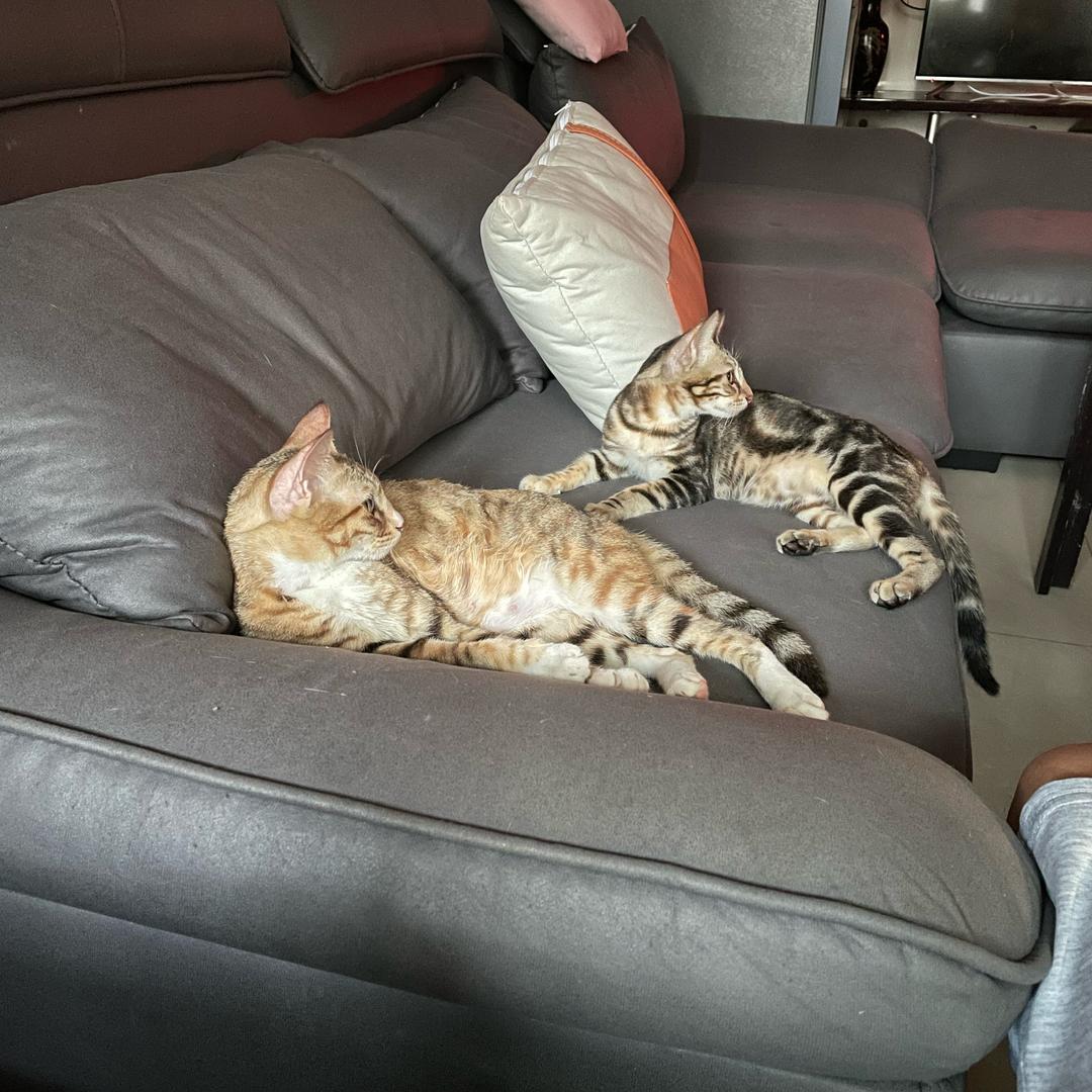 做梦的小猫