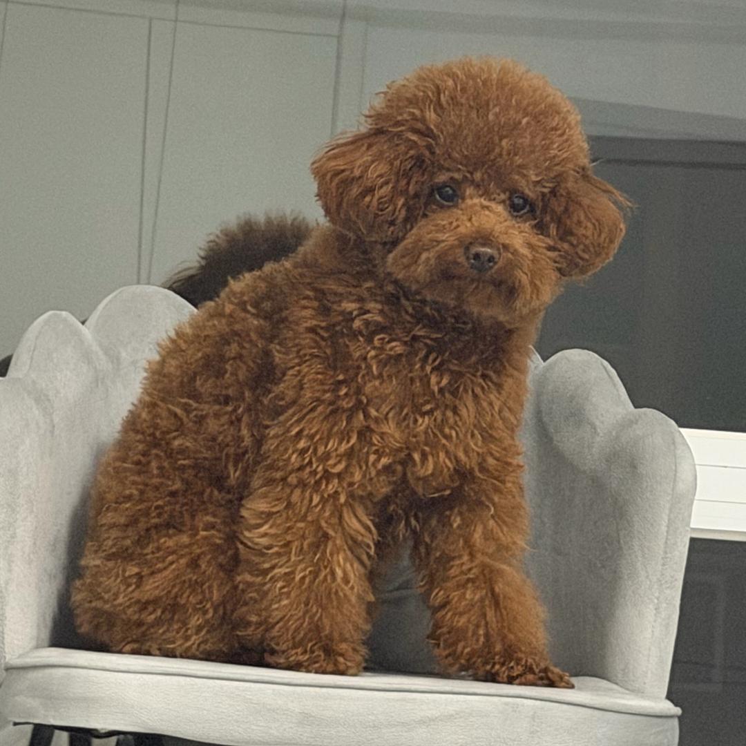 聪明的小丢丢