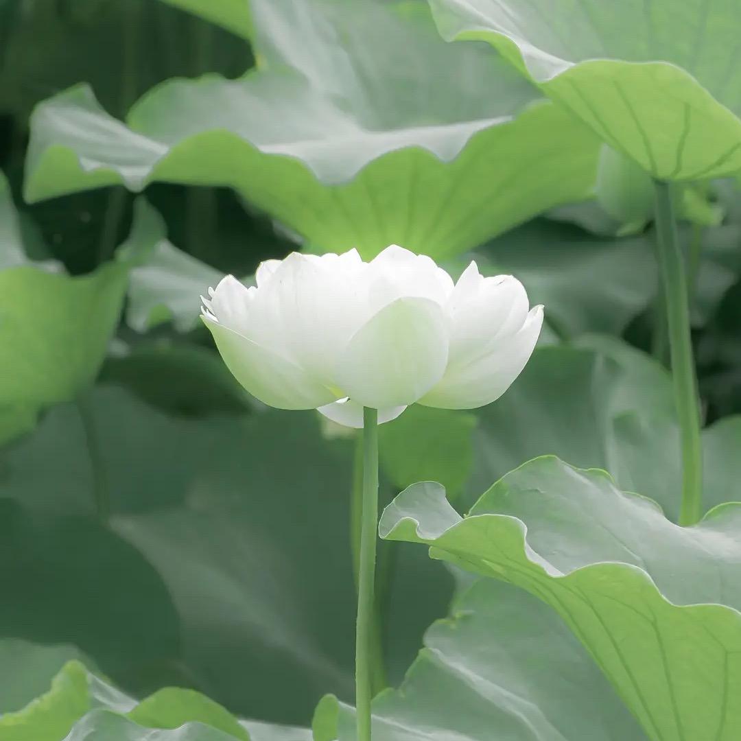 油泼辣子樱桃派