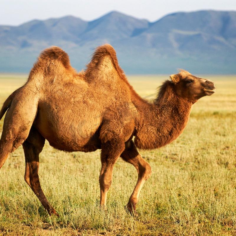 新疆有机纯驼奶