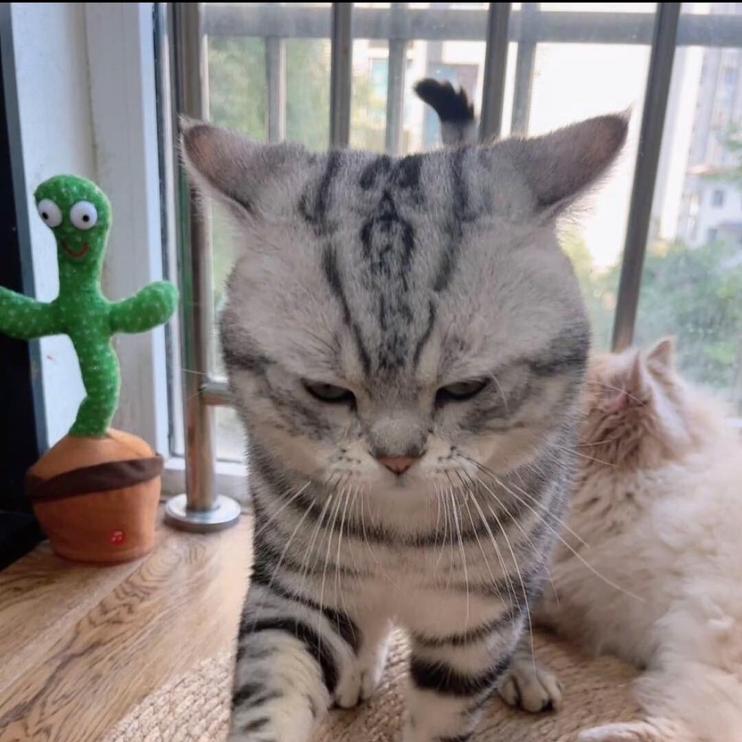 可乐 是只猫