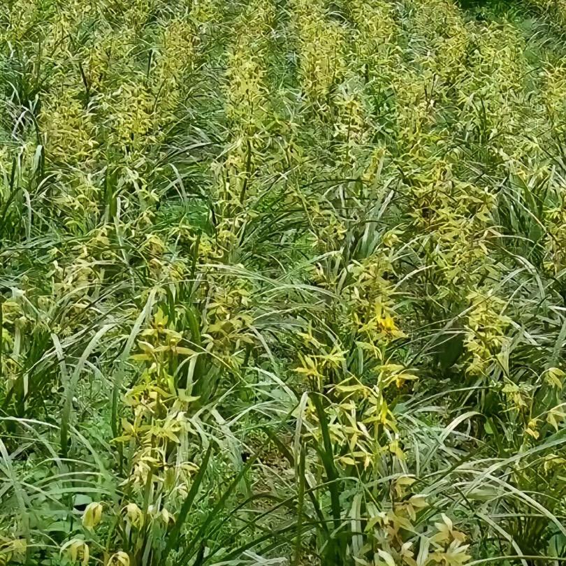 🌾🌾奇花异草