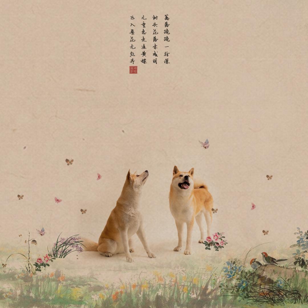 豆宝是个小馋狗