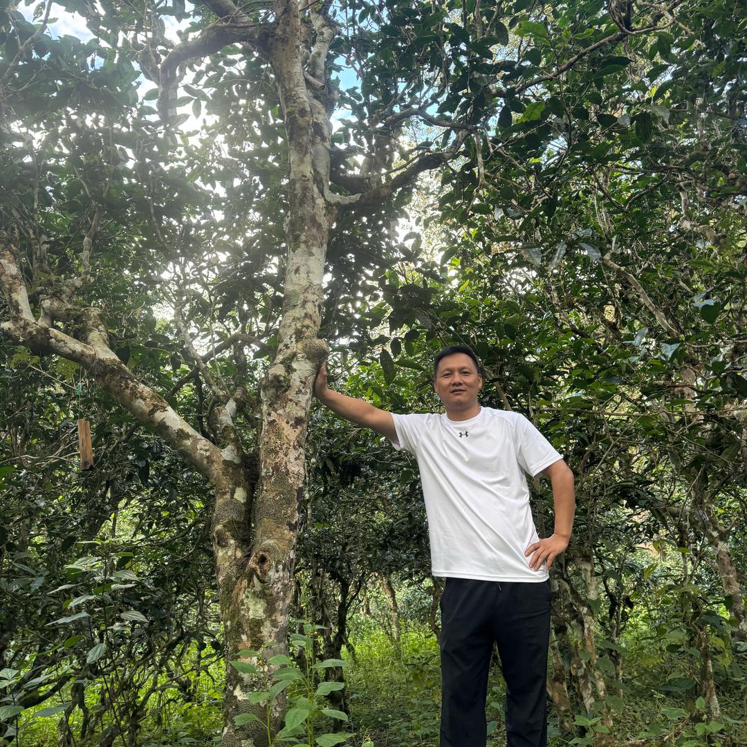 云南倮黑古茶