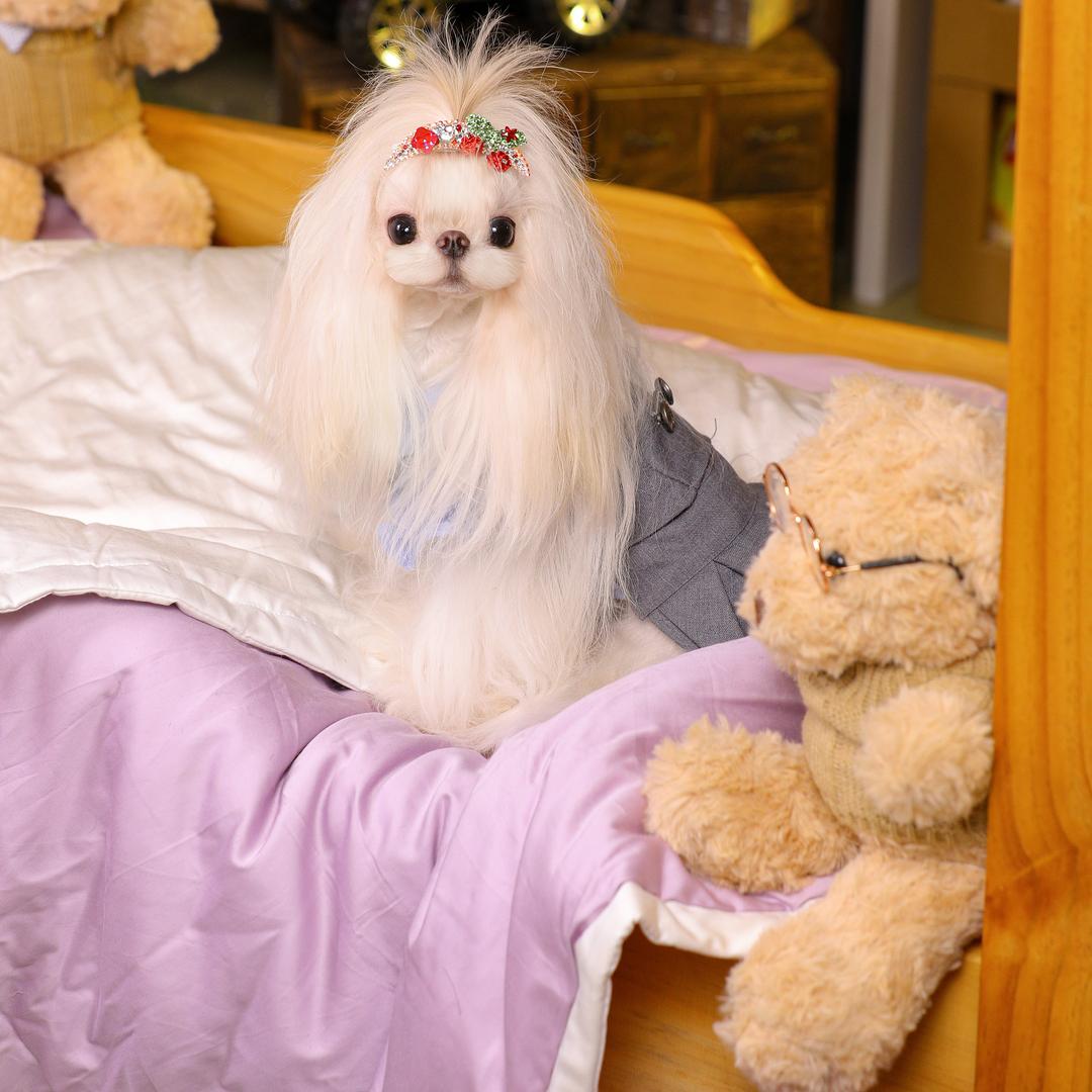 广君木灬（家）长毛犬