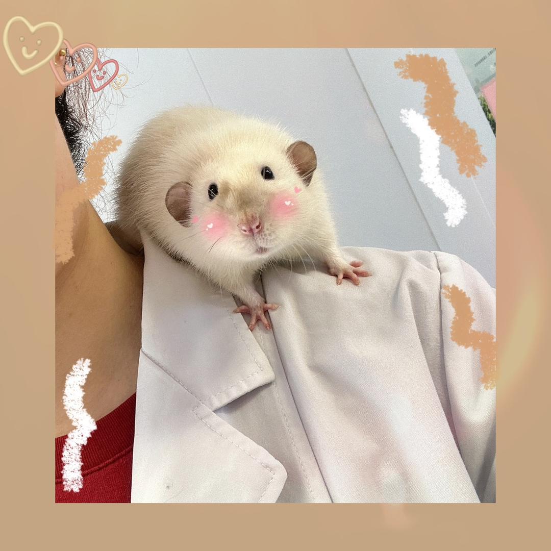 小胡要当“主理人”